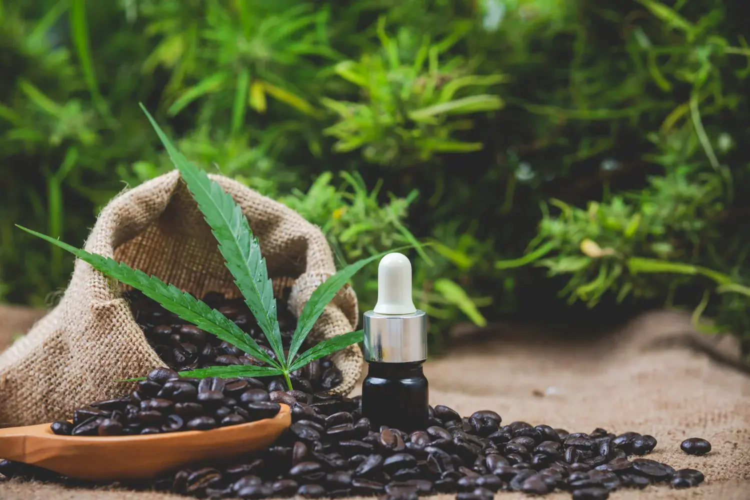 Cannabis 101